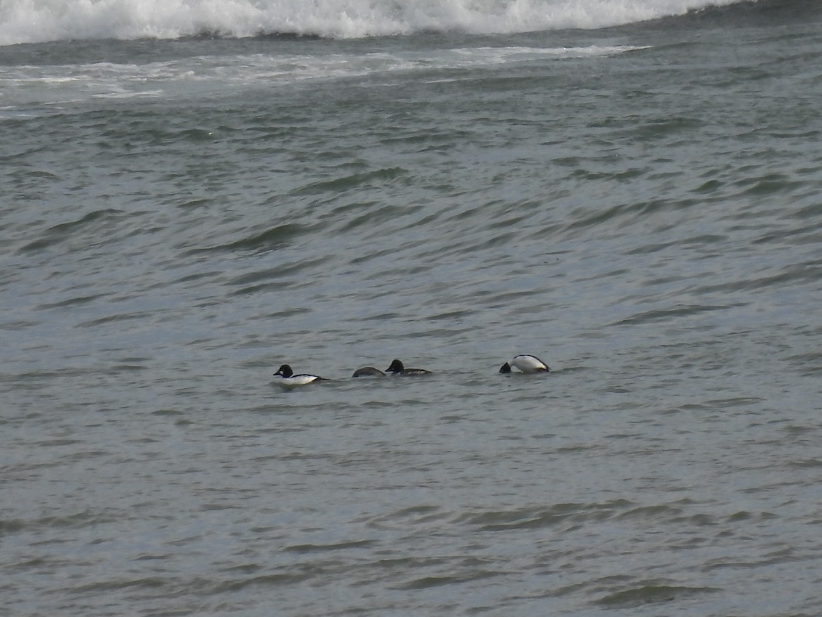 Common Goldeneye - ML614365783