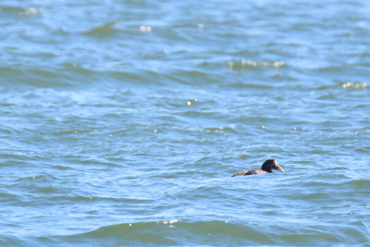 Common Eider - ML614365845