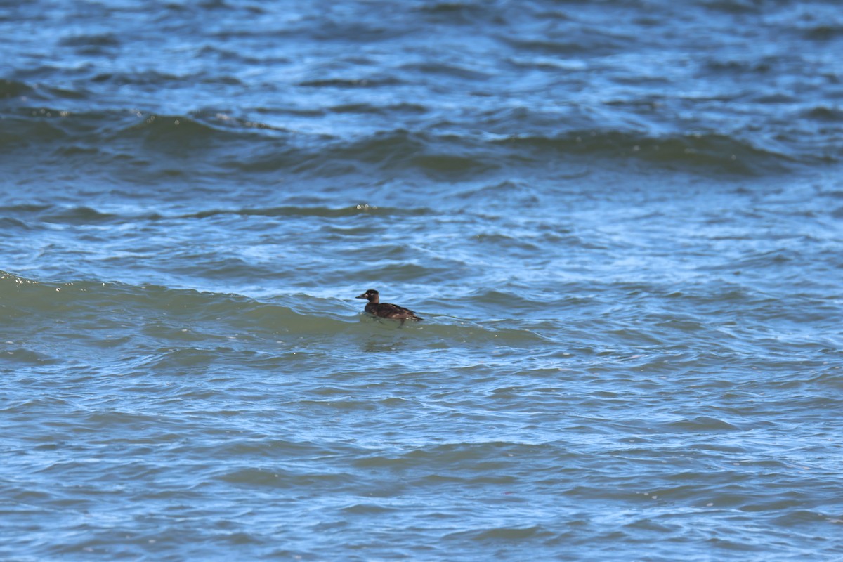Surf Scoter - ML614365871