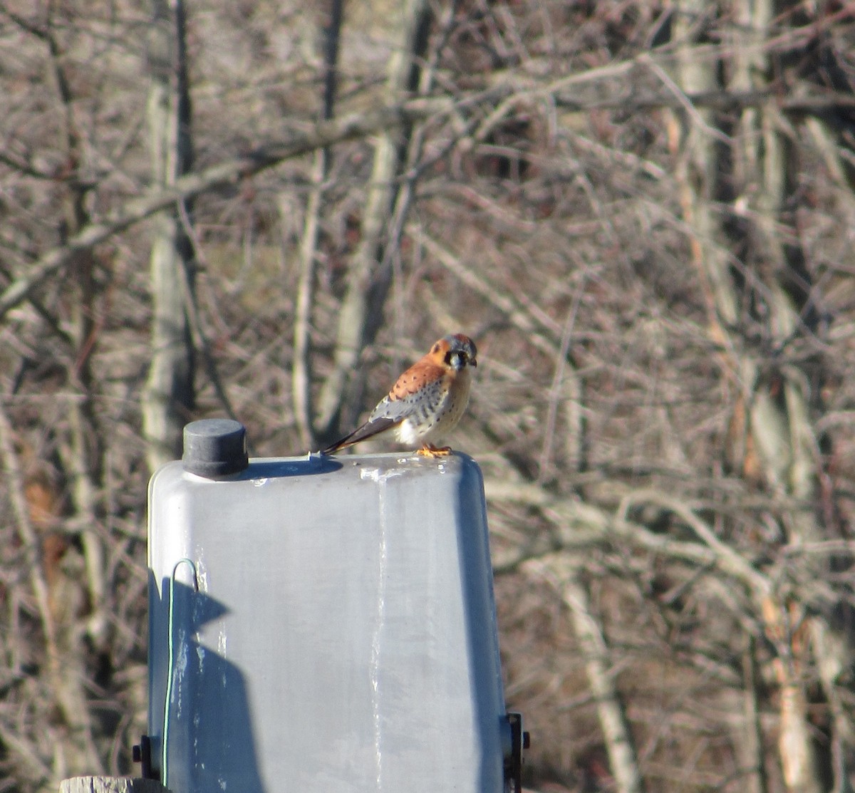 American Kestrel - Joshua  Eastlake