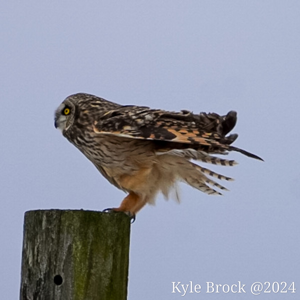 Short-eared Owl - ML614365894