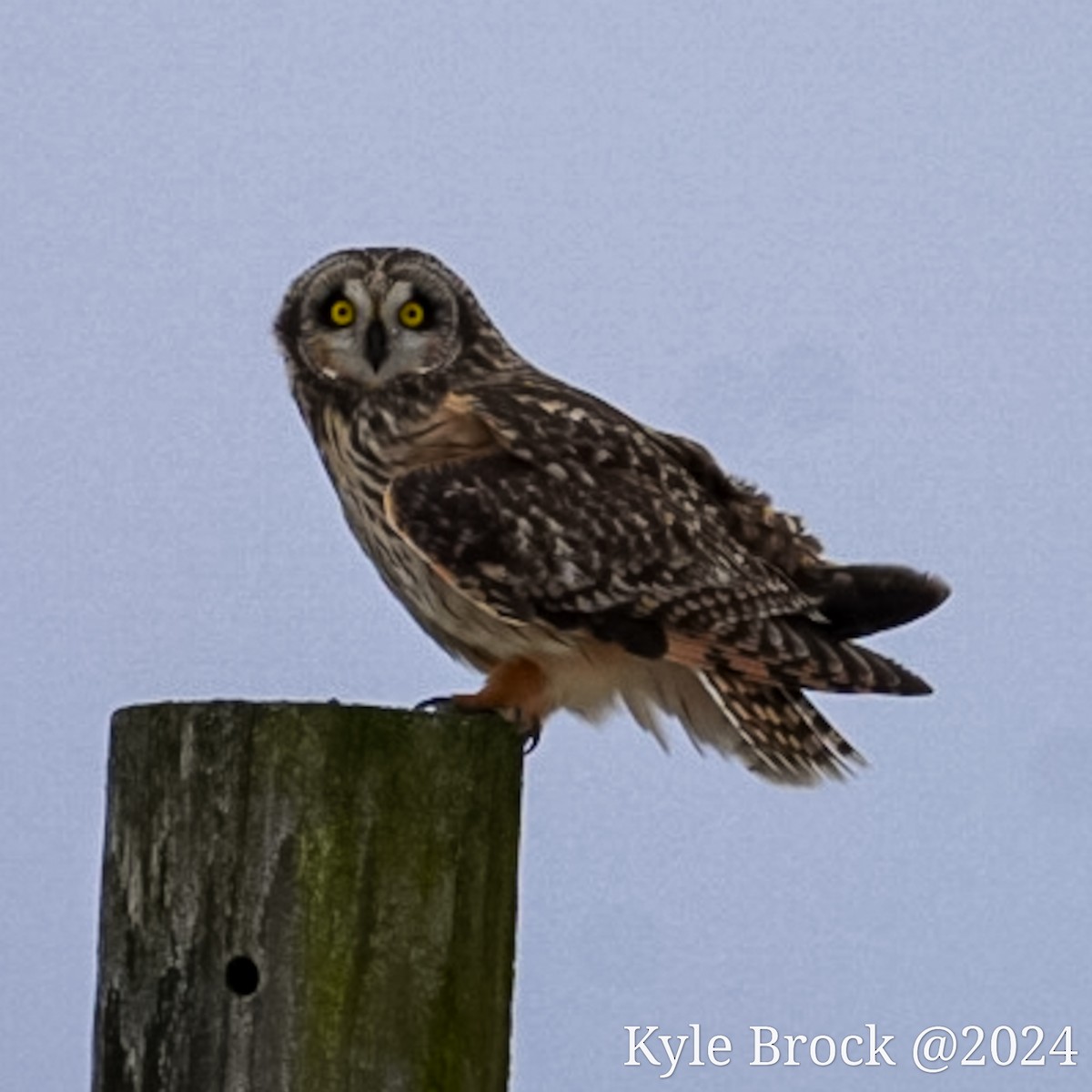 Short-eared Owl - ML614365895