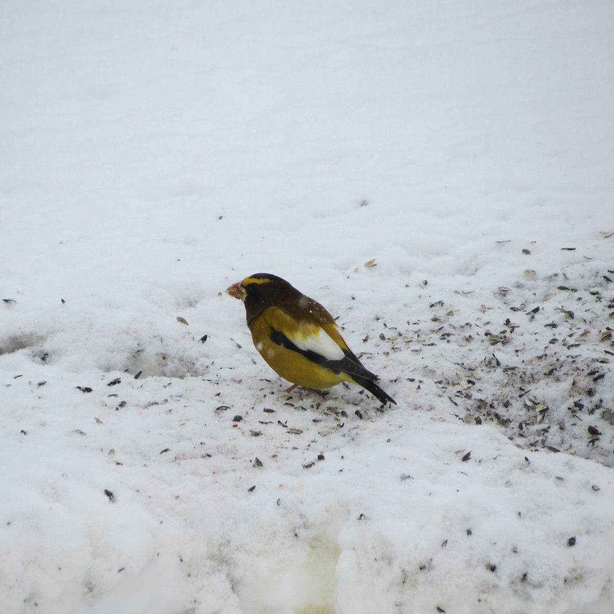 Evening Grosbeak - Rodolphe Dubois