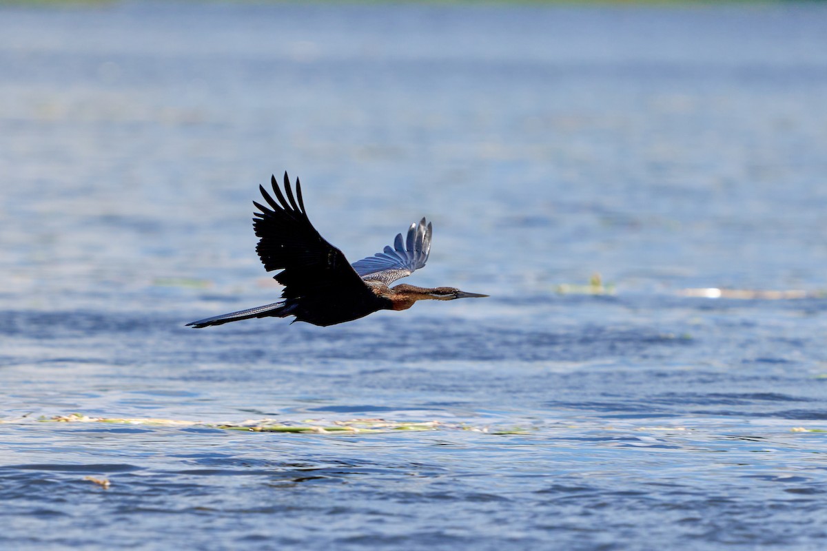 Afrika-Schlangenhalsvogel - ML614366015