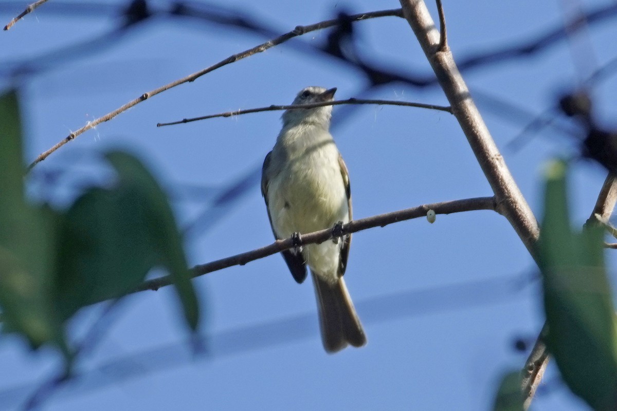 Southern Mouse-colored Tyrannulet - ML614366023
