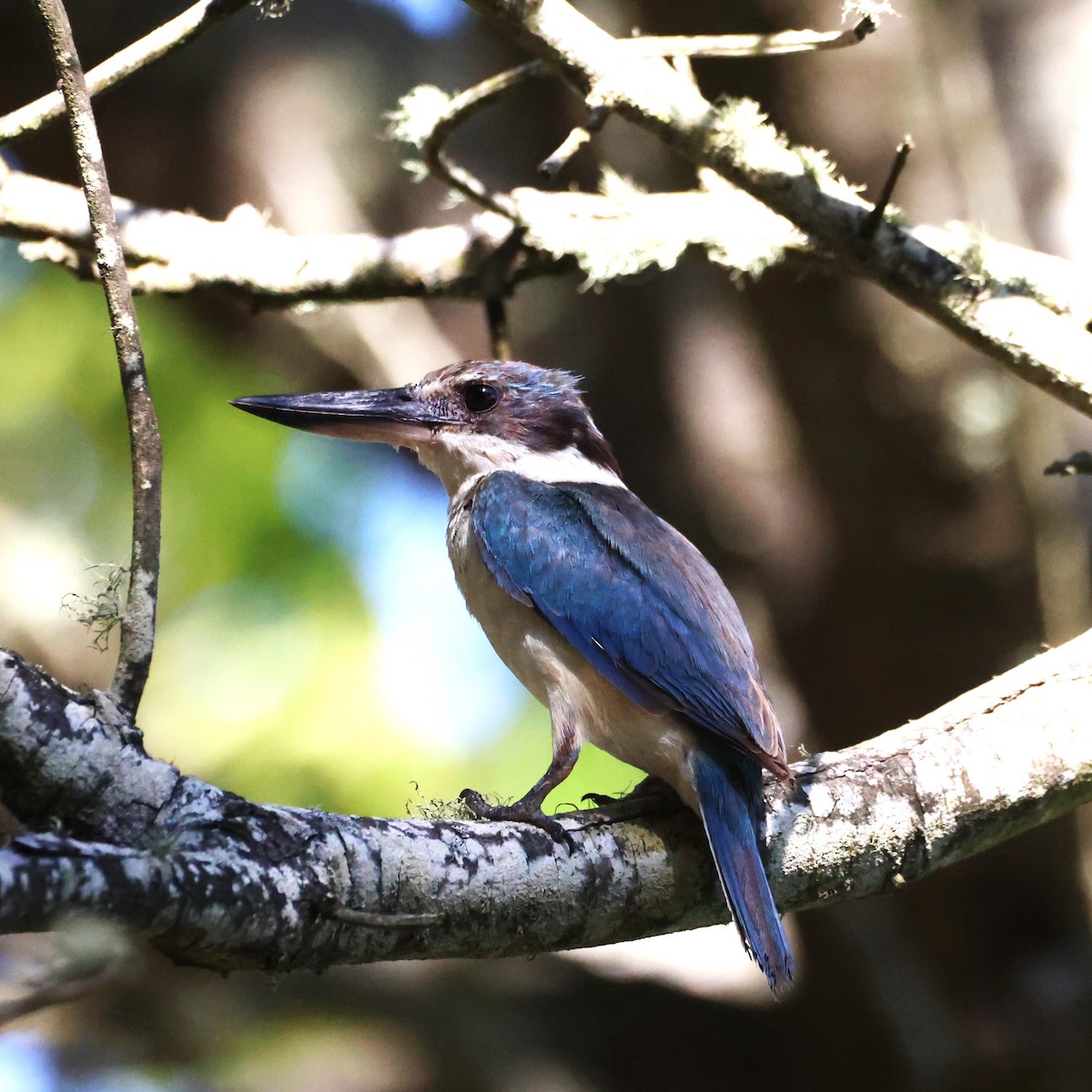 Sacred Kingfisher - ML614366030