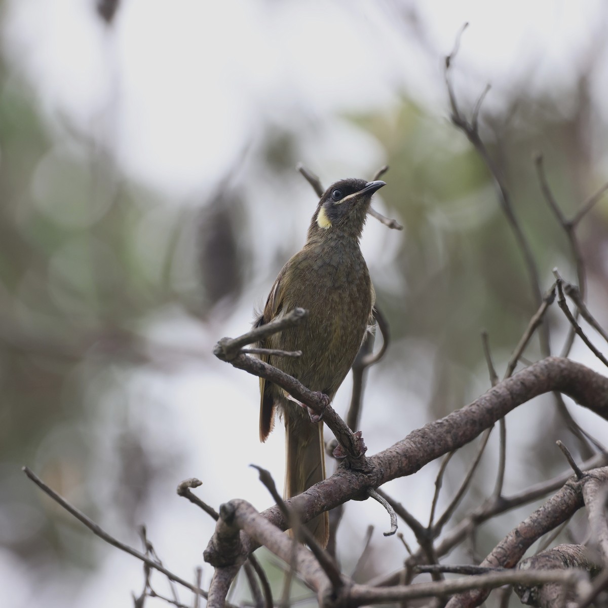 Lewin's Honeyeater - cindy galvin