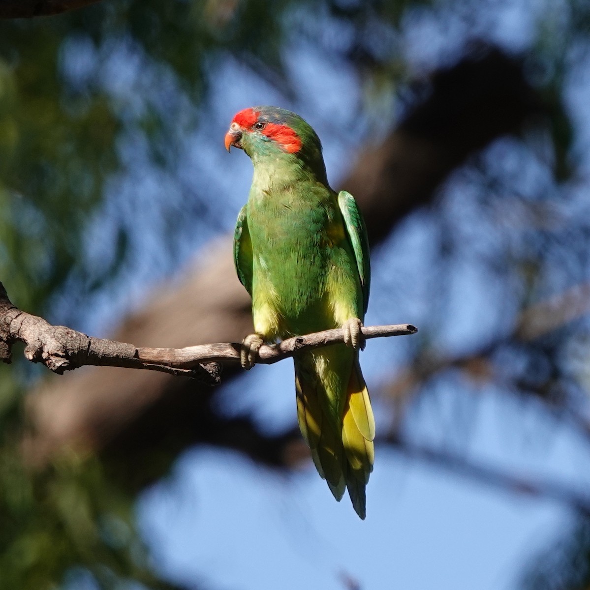 Musk Lorikeet - Paul Coddington