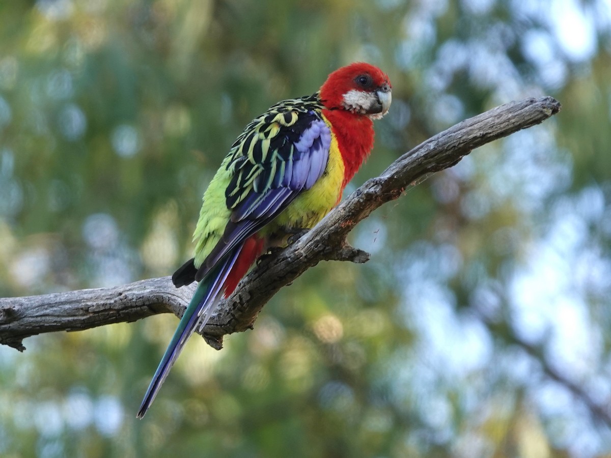 Eastern Rosella - Paul Coddington