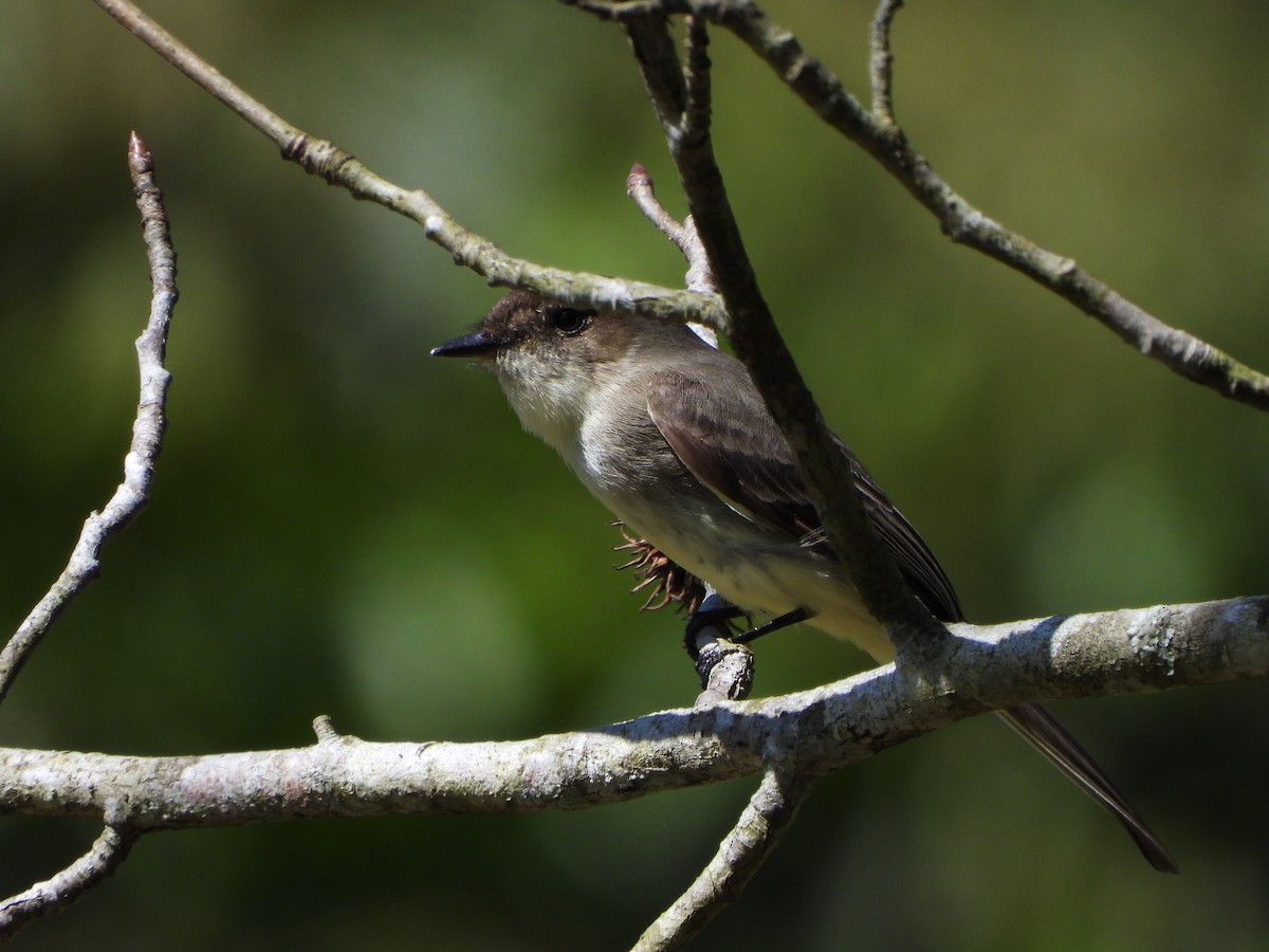 Eastern Phoebe - ML614366100