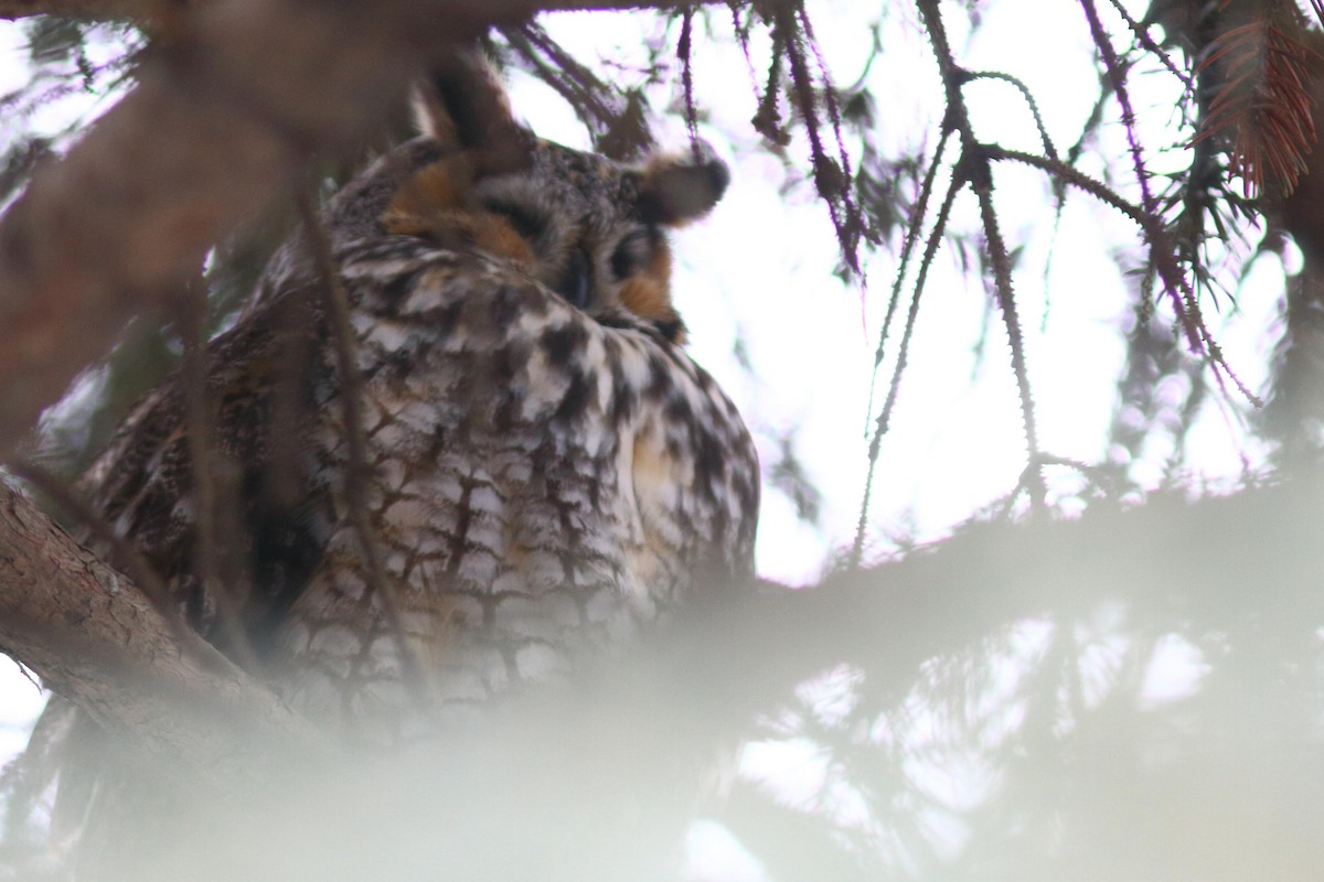 Long-eared Owl - ML614366104