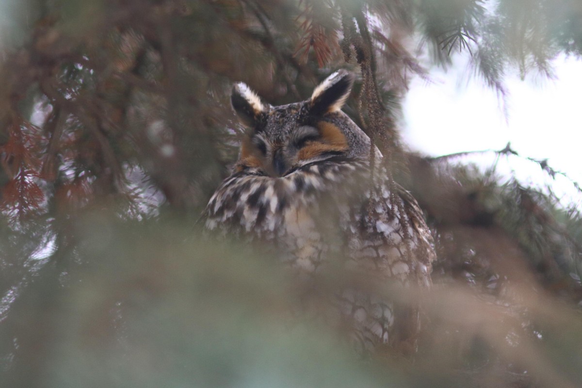 Long-eared Owl - ML614366109