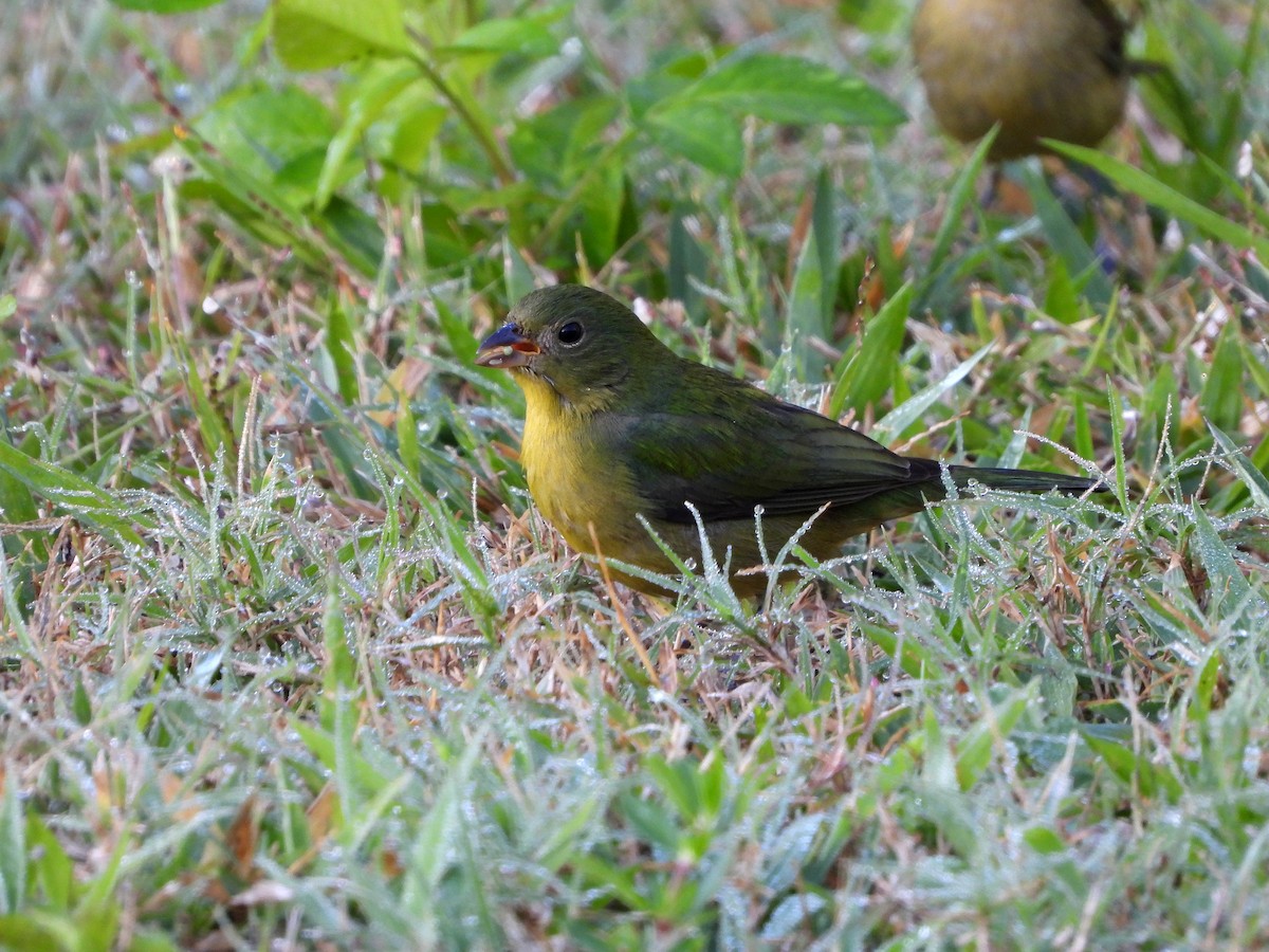 Painted Bunting - ML614366135