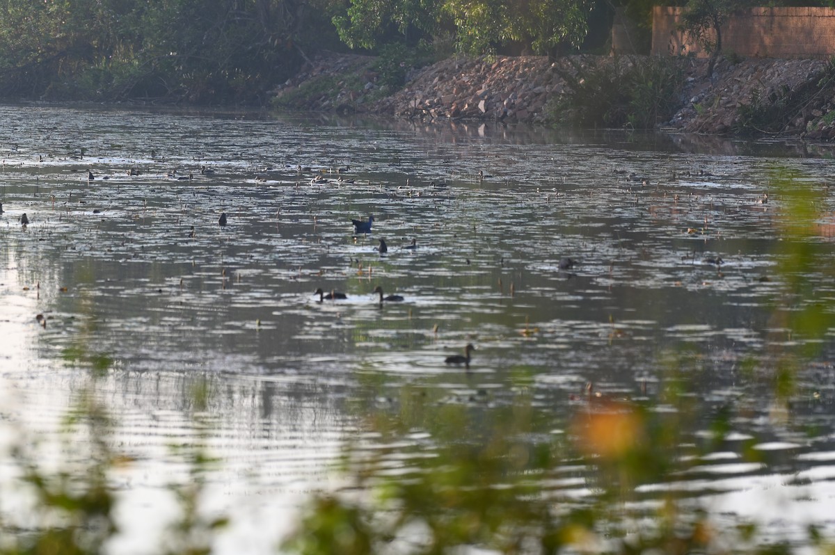 Little Grebe - ML614366161