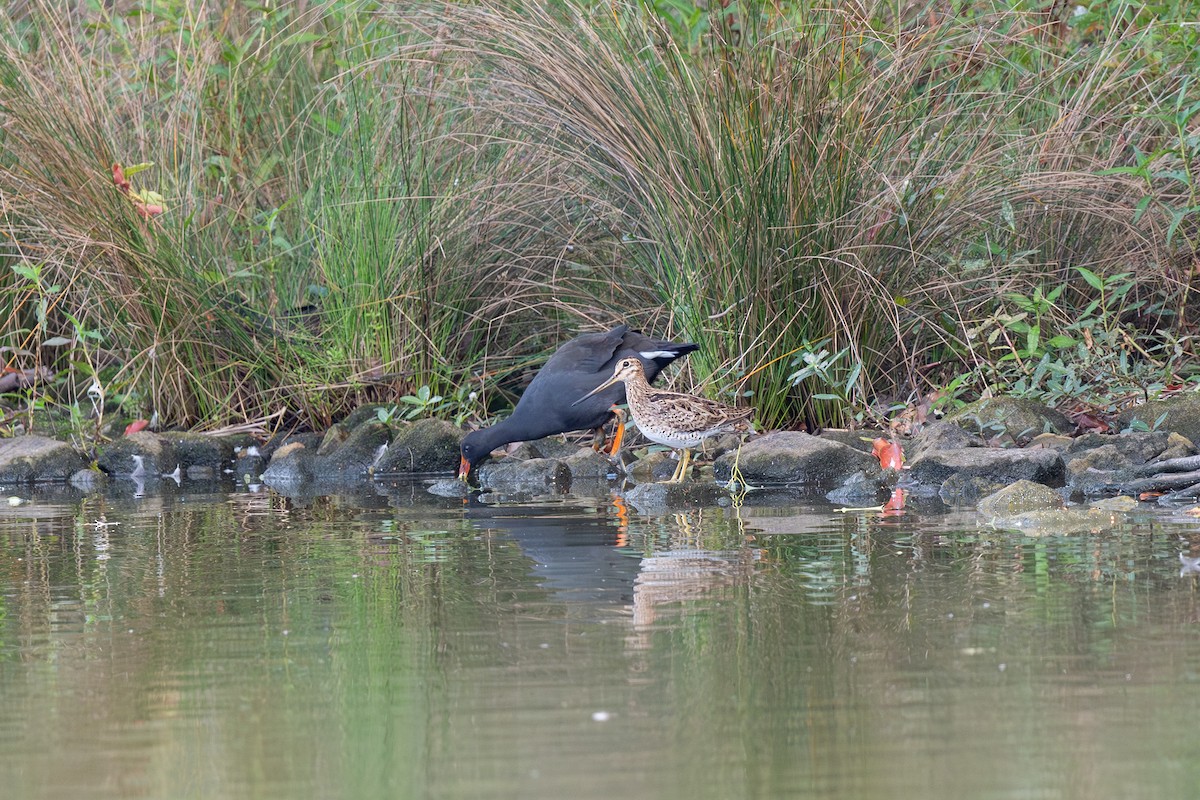 Latham's Snipe - ML614366167