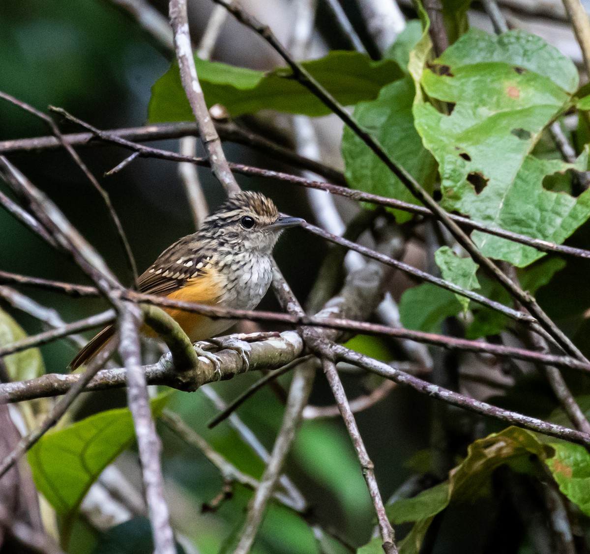 Peruvian Warbling-Antbird - Ron Hoff Dollyann Myers