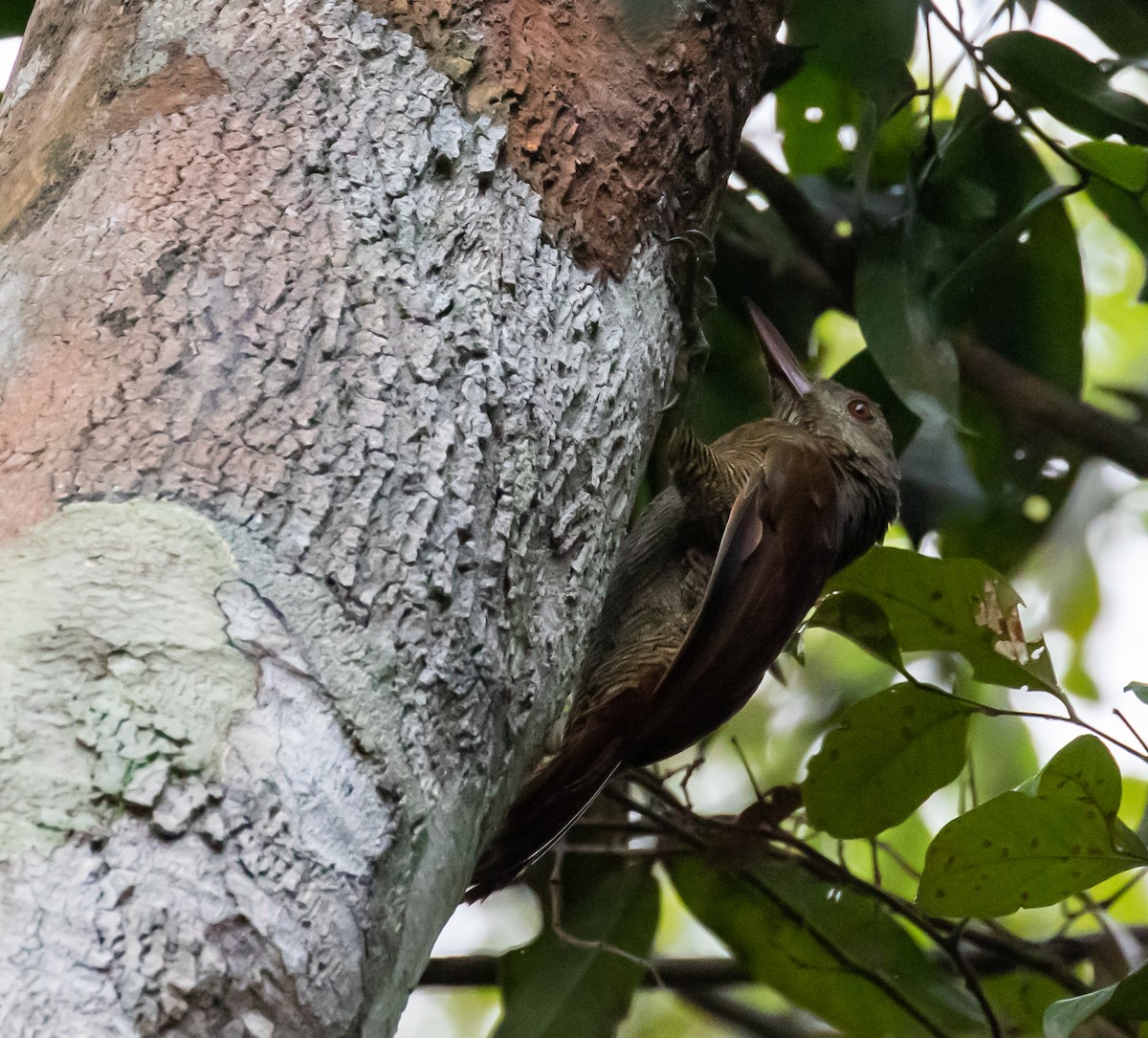 Bar-bellied Woodcreeper - ML614366236