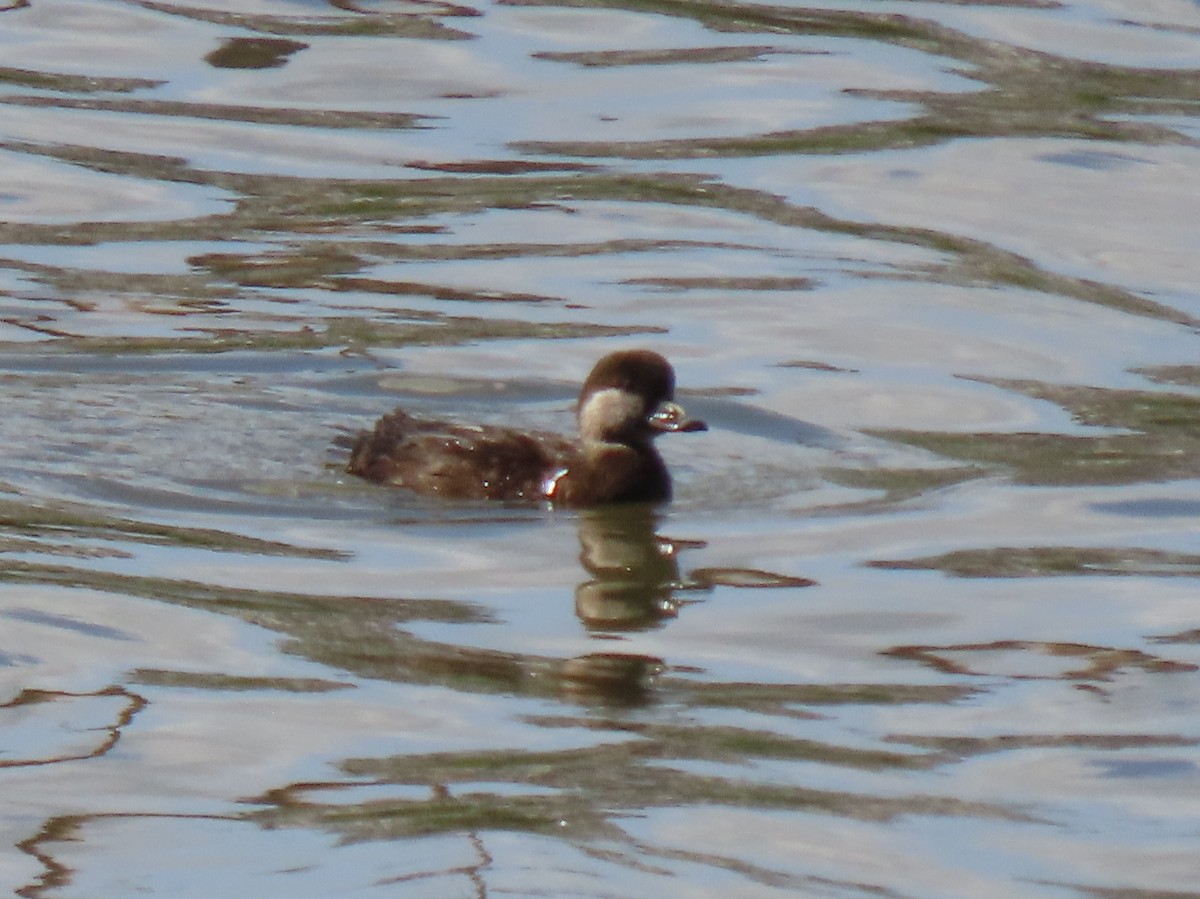 Black Scoter - ML614366337