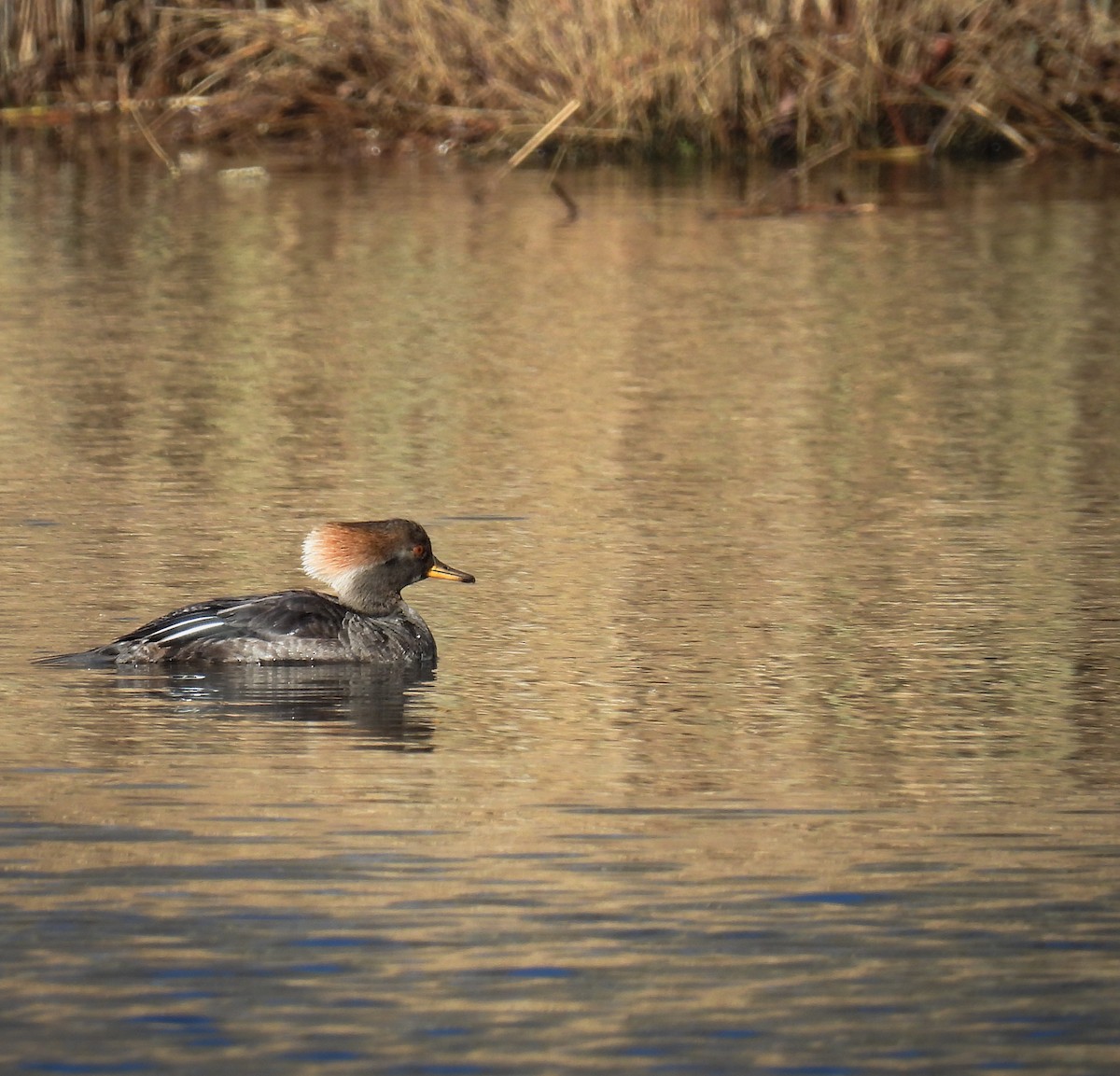 Hooded Merganser - ML614366407