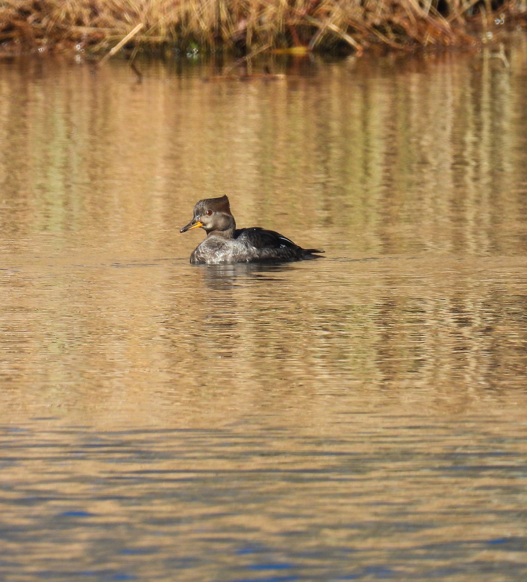 Hooded Merganser - ML614366418