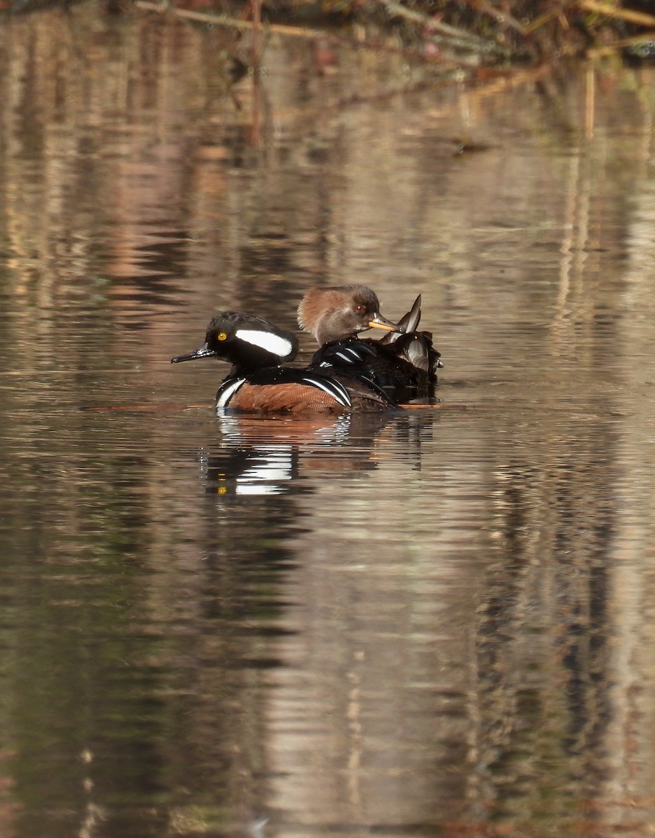 Hooded Merganser - ML614366432