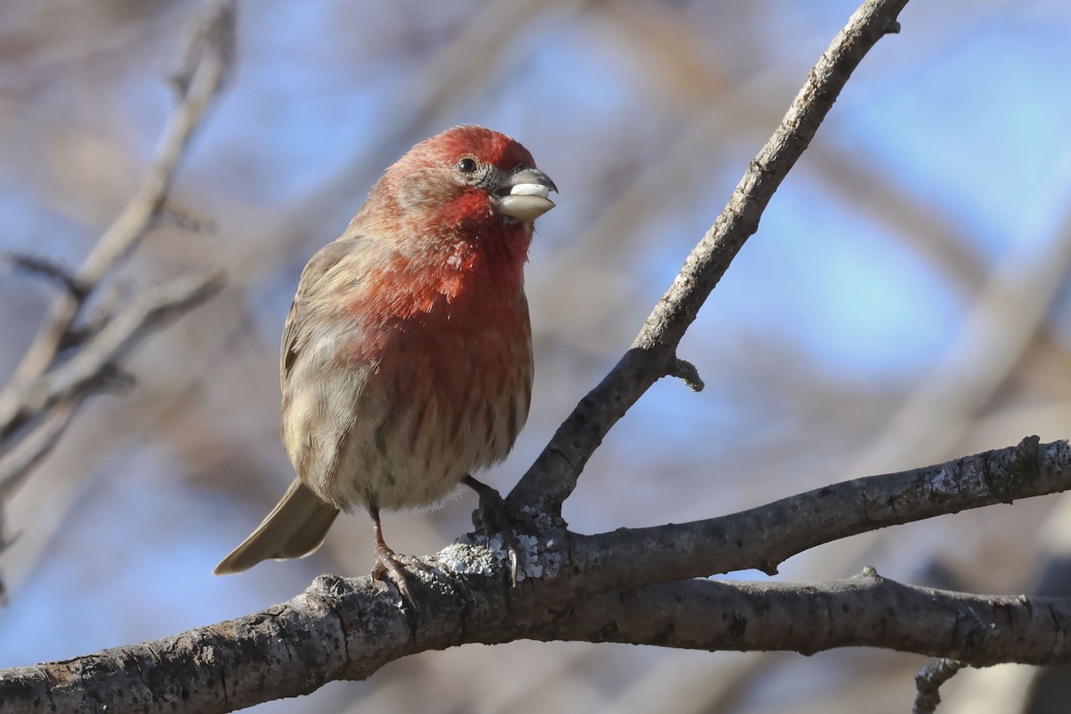 House Finch - ML614366468