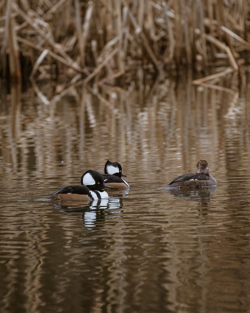 Hooded Merganser - ML614366513