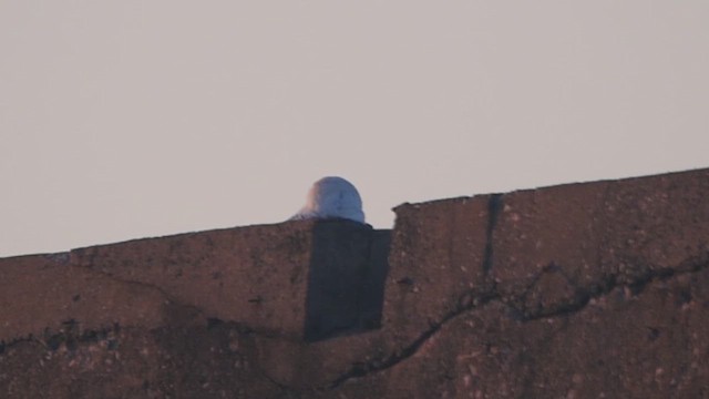 Цэвдгийн ууль - ML614366519