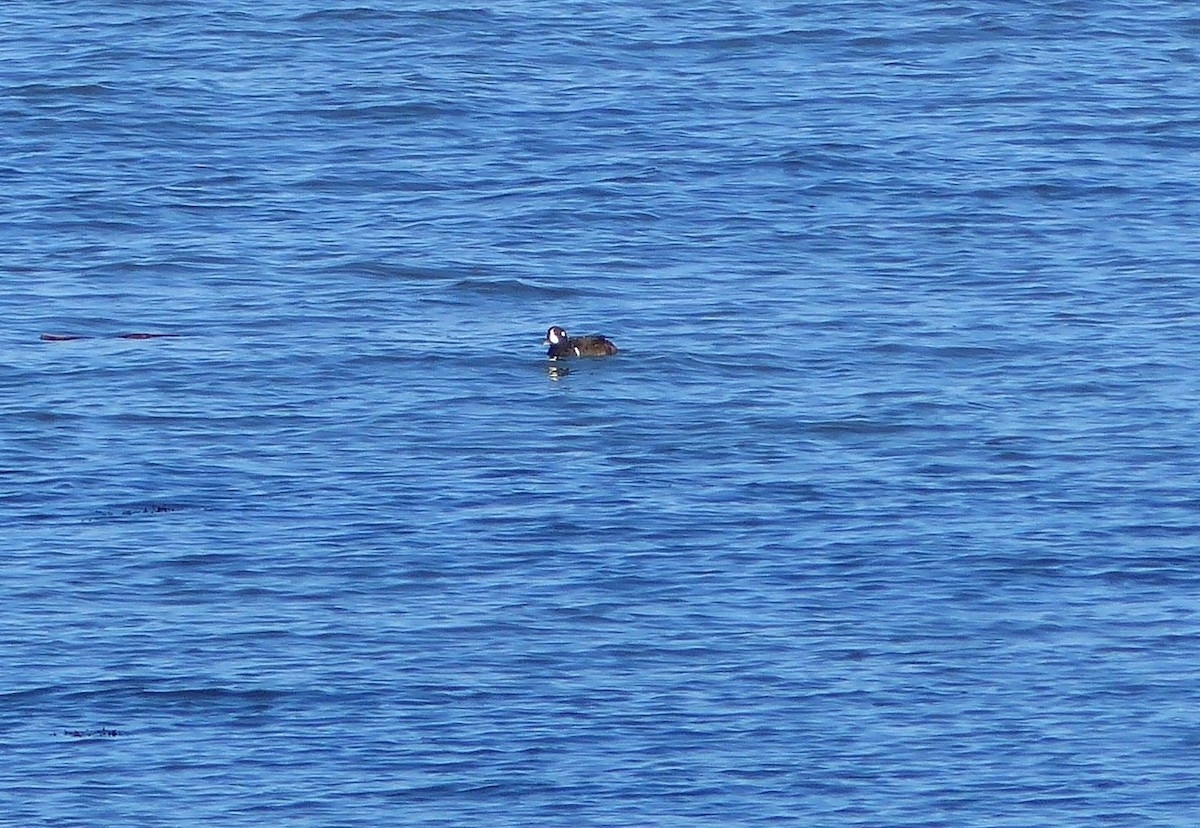 Harlequin Duck - ML614366545