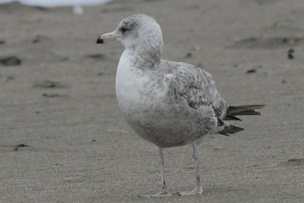 Gaviota Californiana - ML614366557