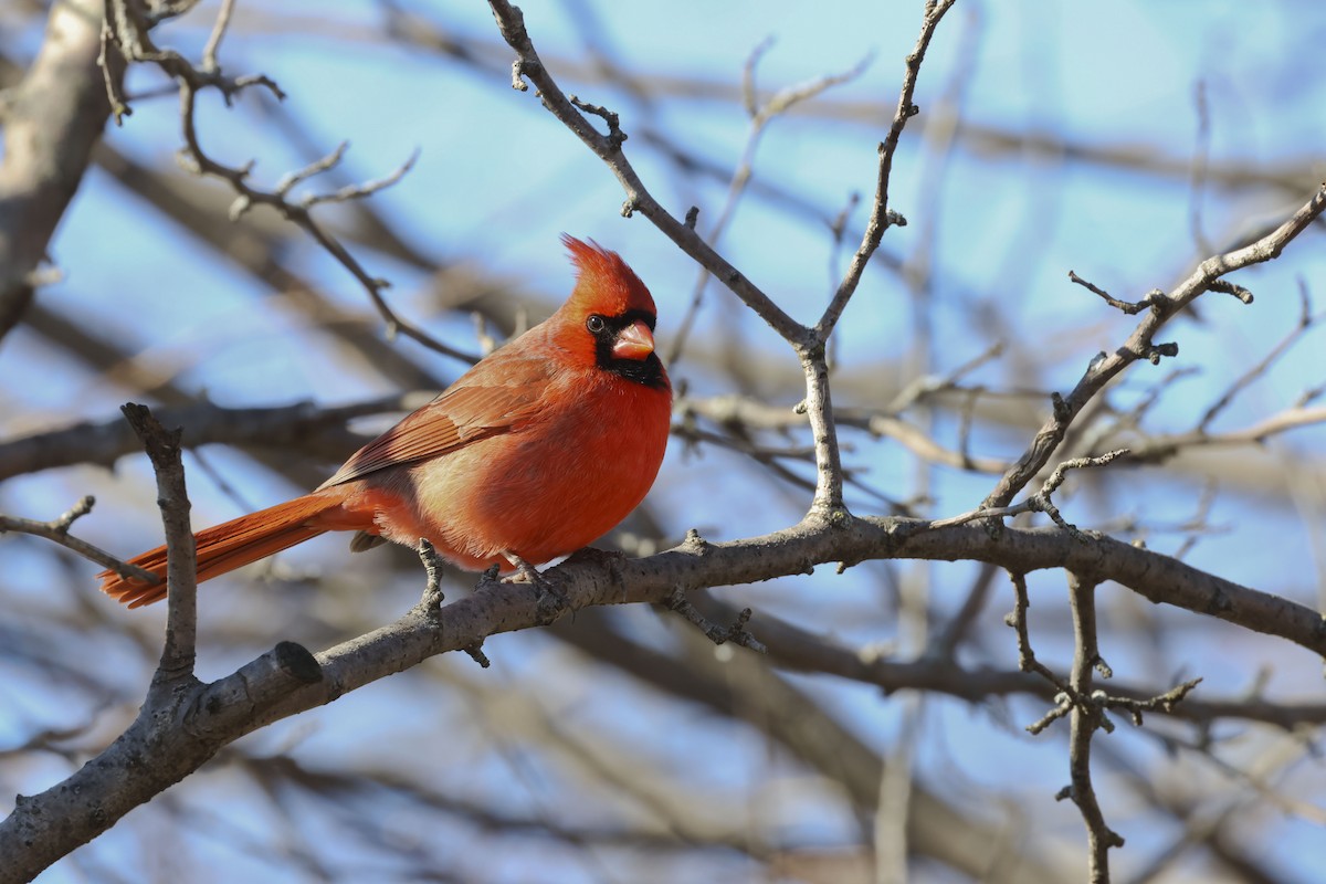 Northern Cardinal - ML614366577