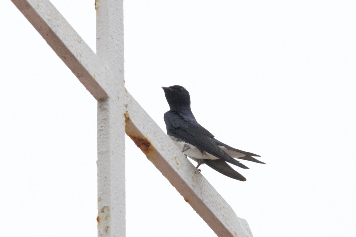 Golondrina Caribeña - ML614366584