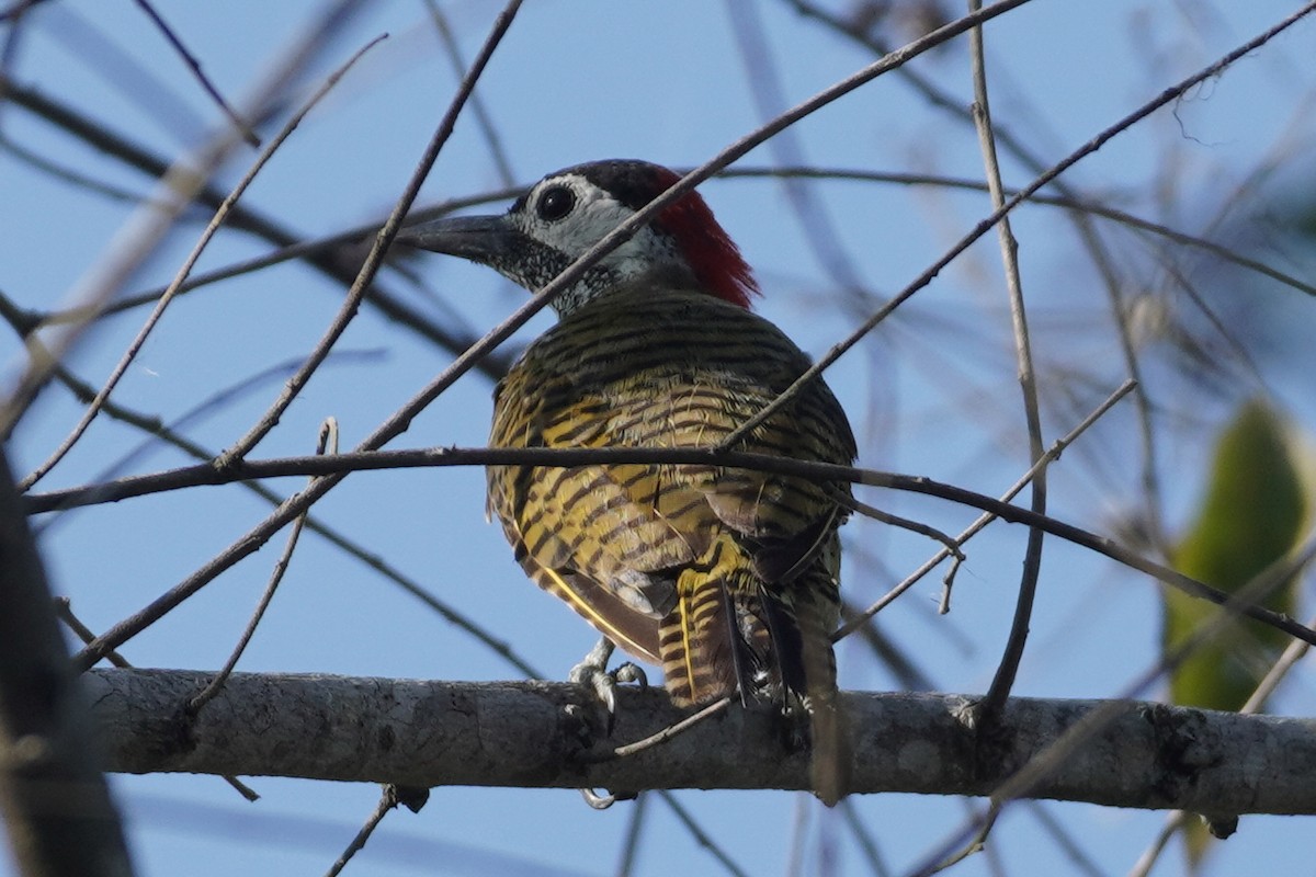 Spot-breasted Woodpecker - ML614366597