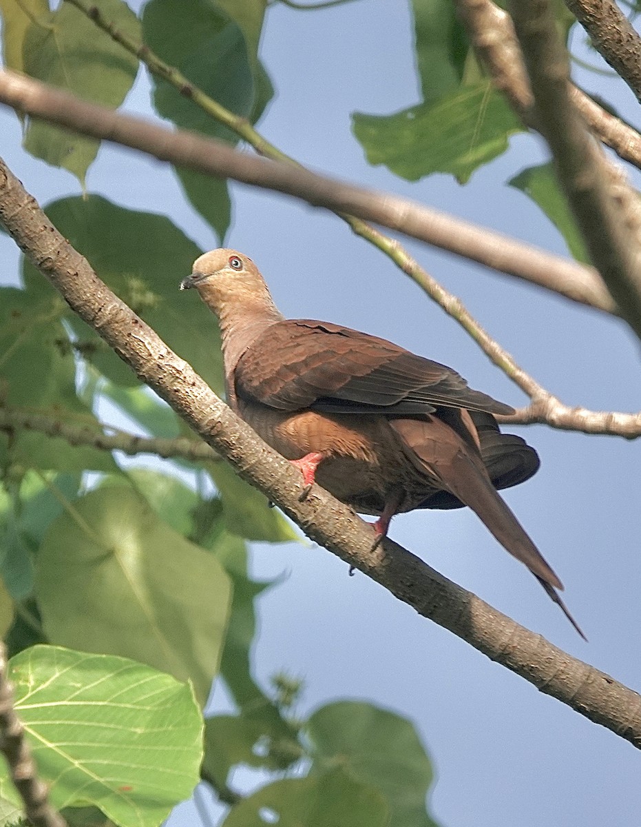 Sultan's Cuckoo-Dove - Howie Nielsen