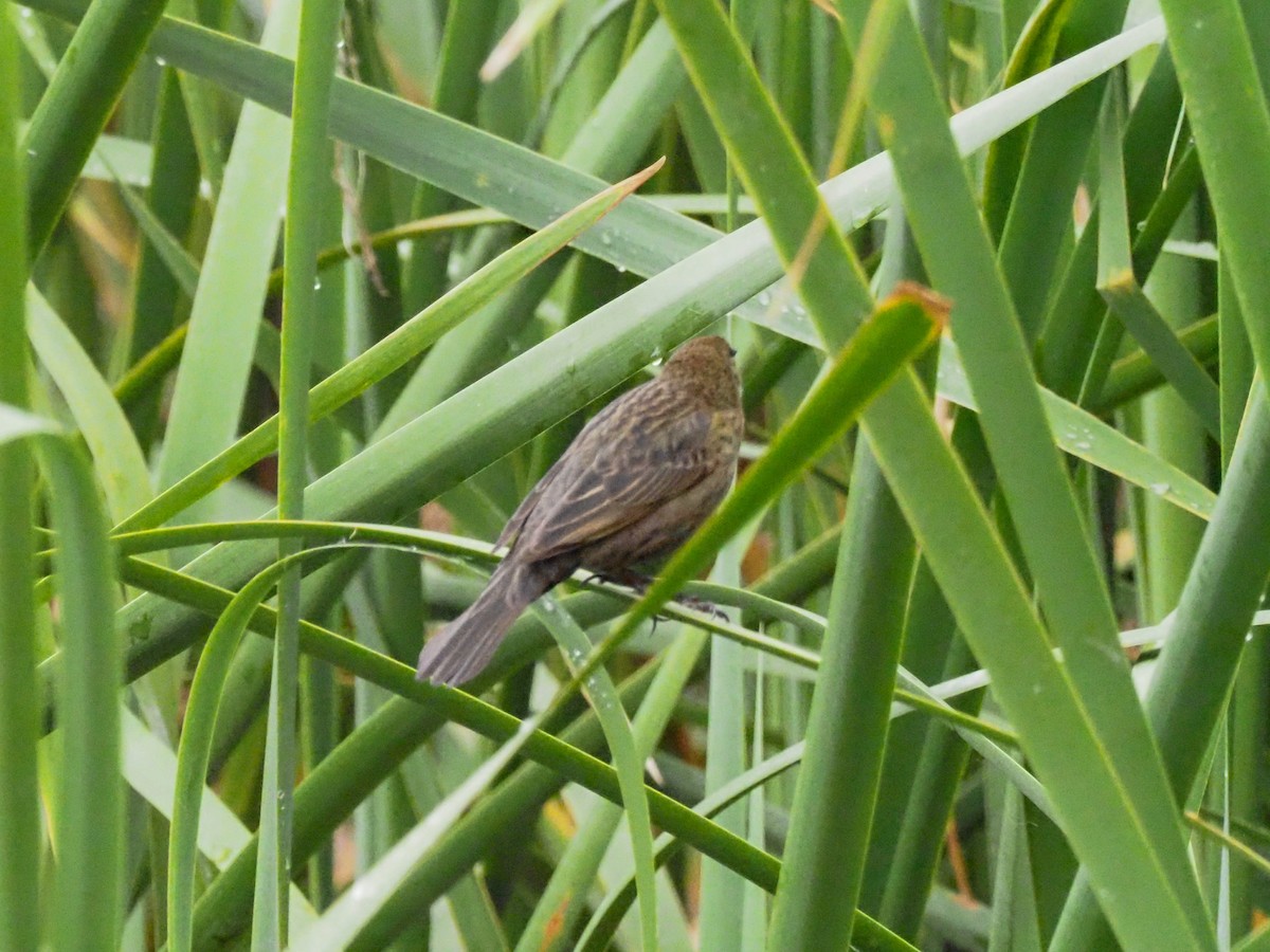 Chestnut-capped Blackbird - ML614366637