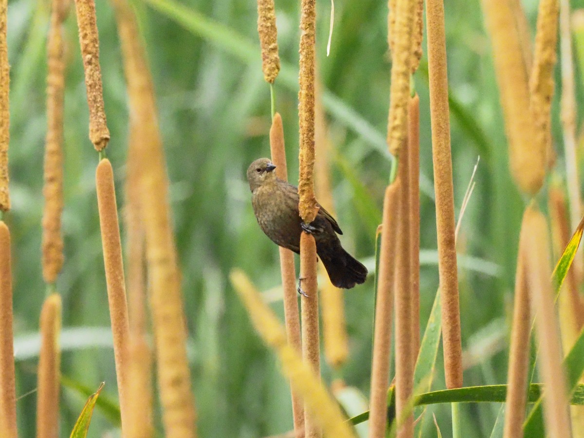 Chestnut-capped Blackbird - ML614366638