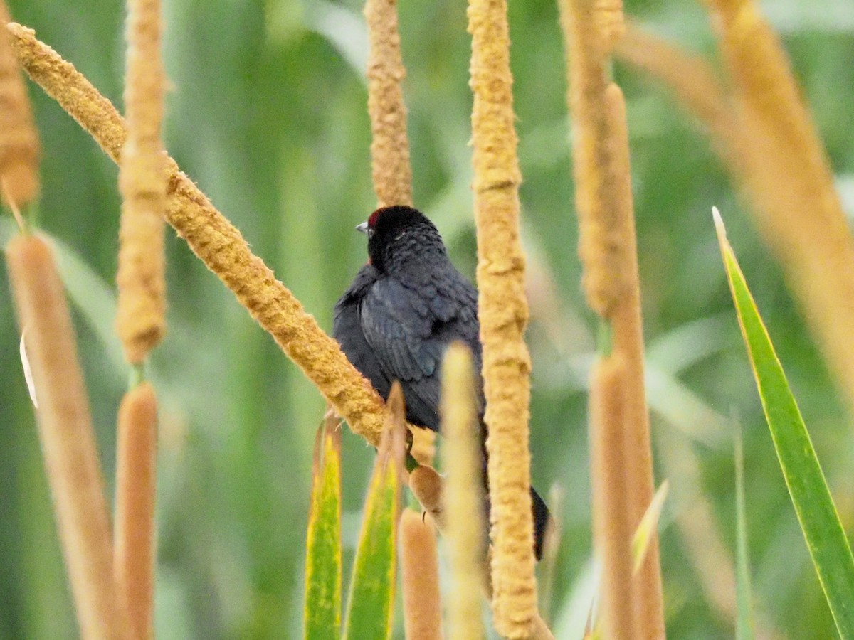 Chestnut-capped Blackbird - Todd Deininger