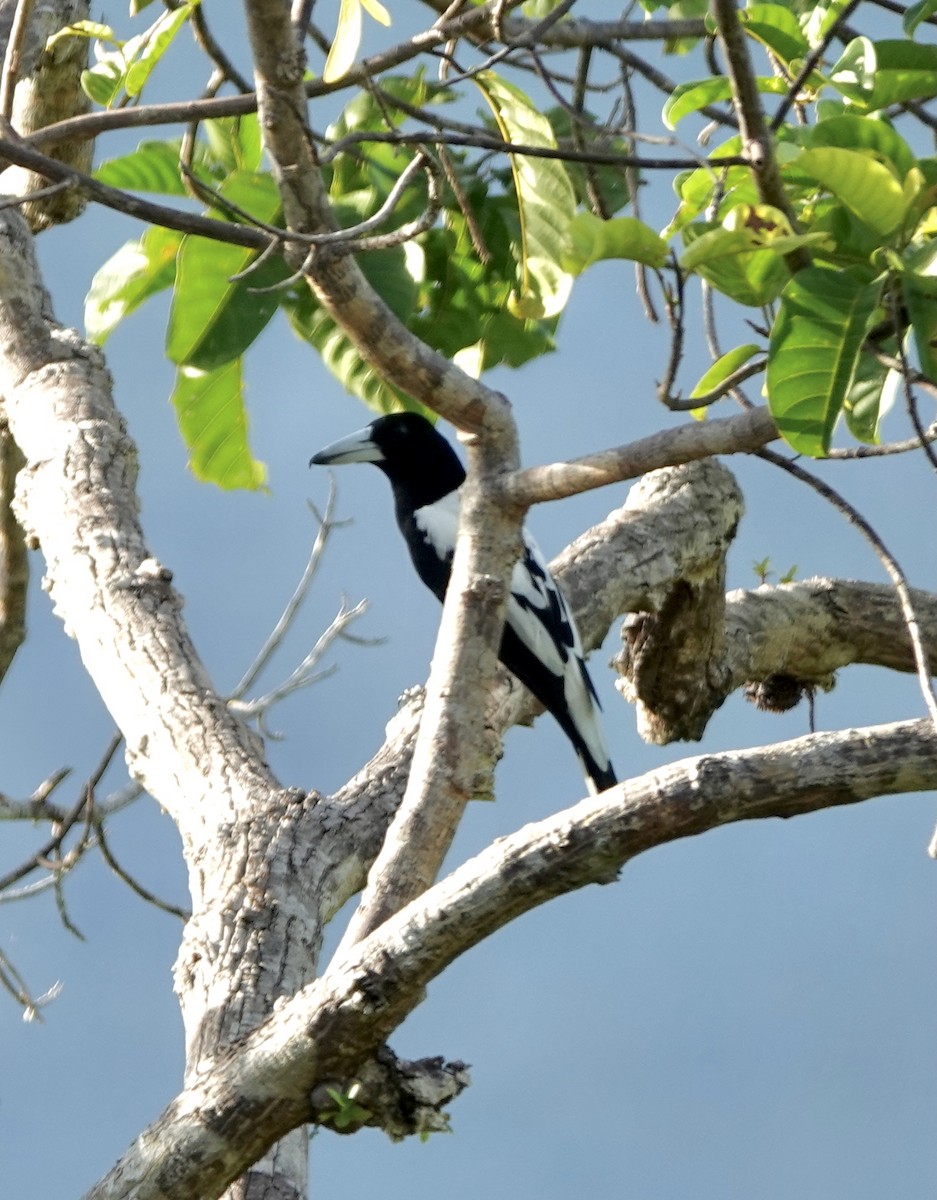 Hooded Butcherbird - ML614366648