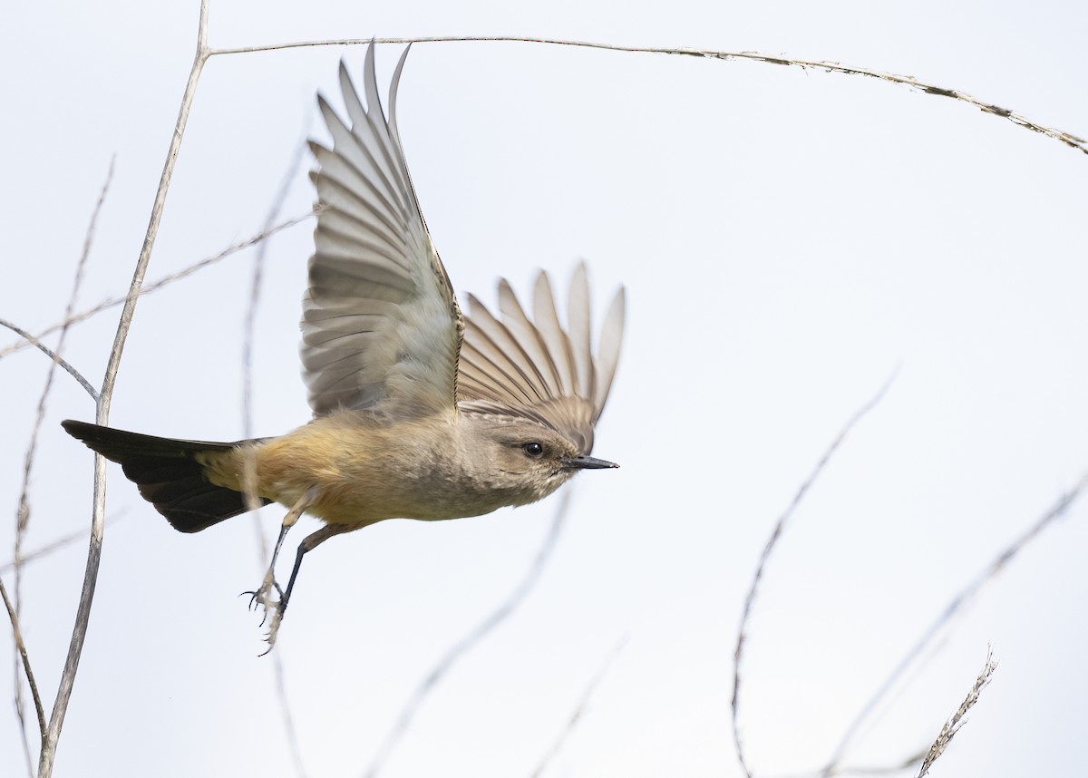 Say's Phoebe - Barbara Swanson