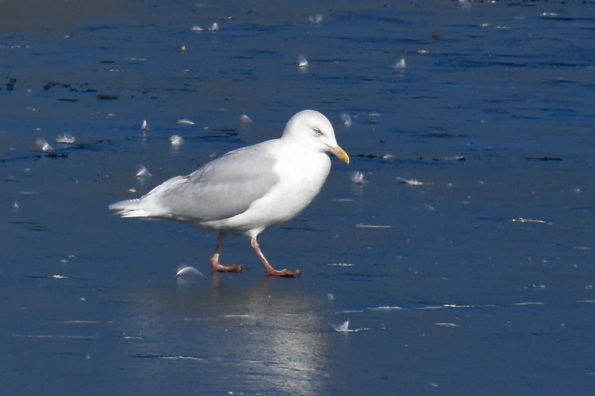 Glaucous Gull - Geoffrey Clarke