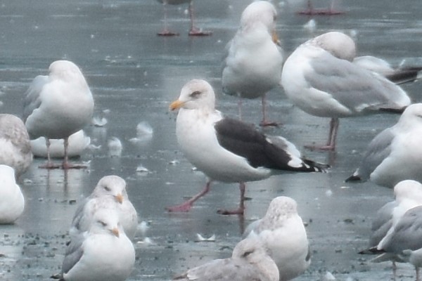 Slaty-backed Gull - Geoffrey Clarke