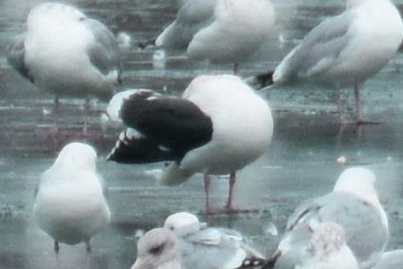 Slaty-backed Gull - Geoffrey Clarke