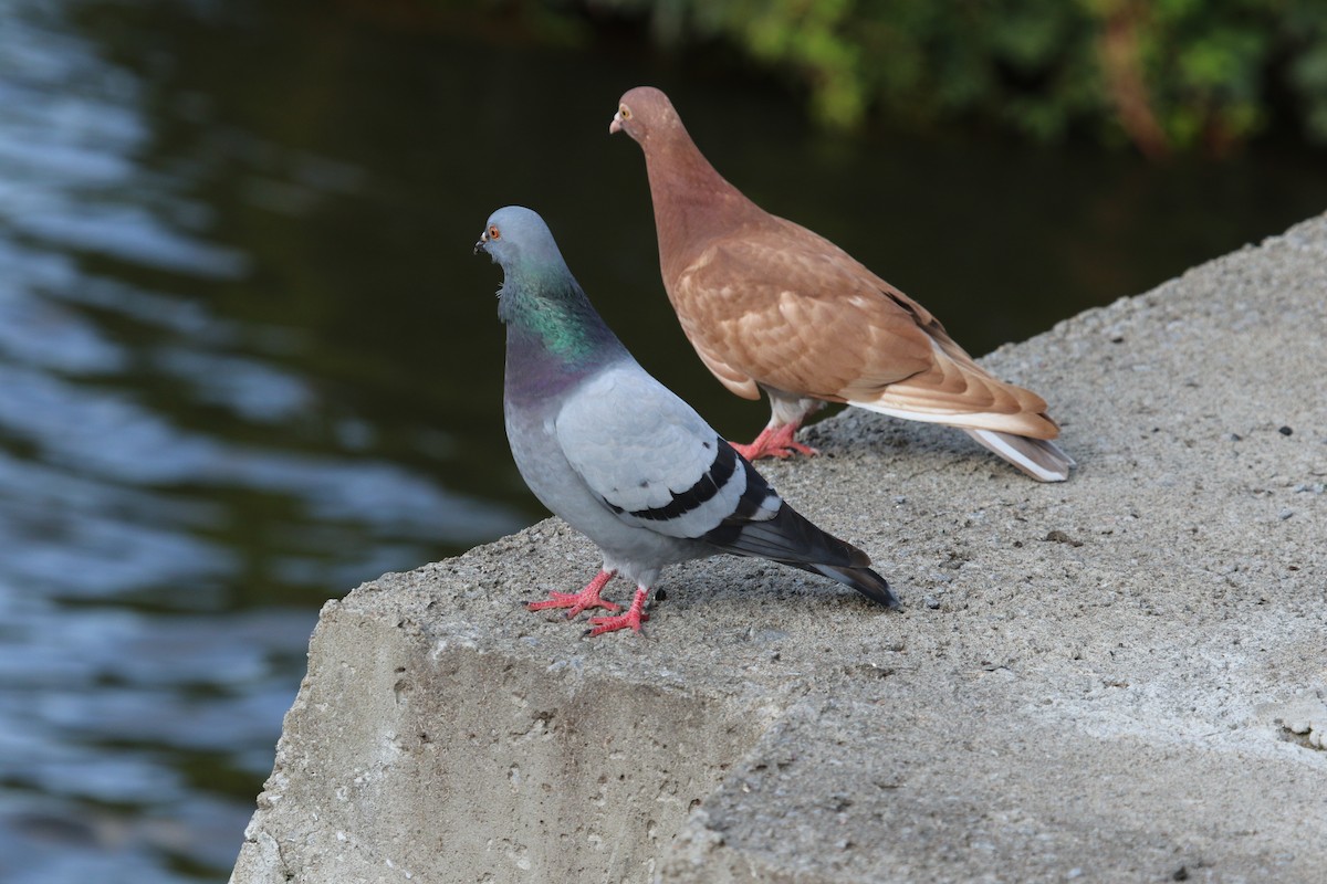 Rock Pigeon (Feral Pigeon) - ML614366732