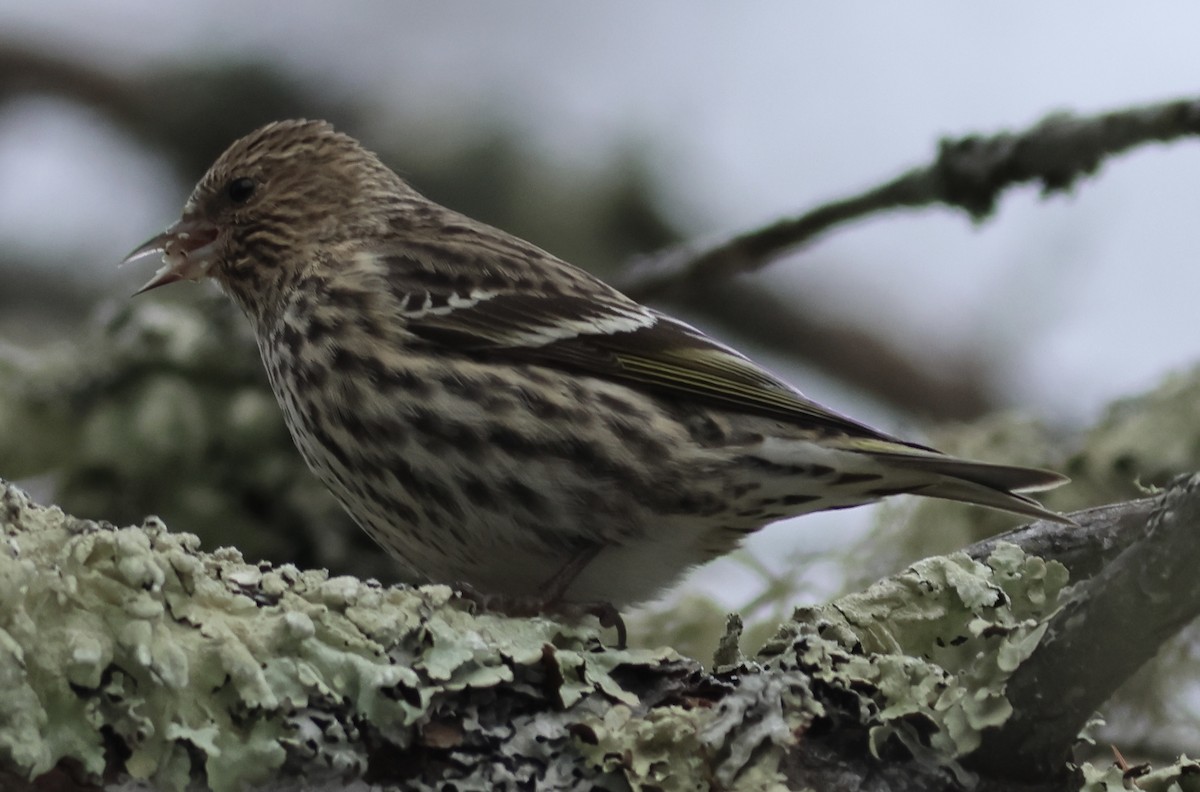 Pine Siskin - ML614366750