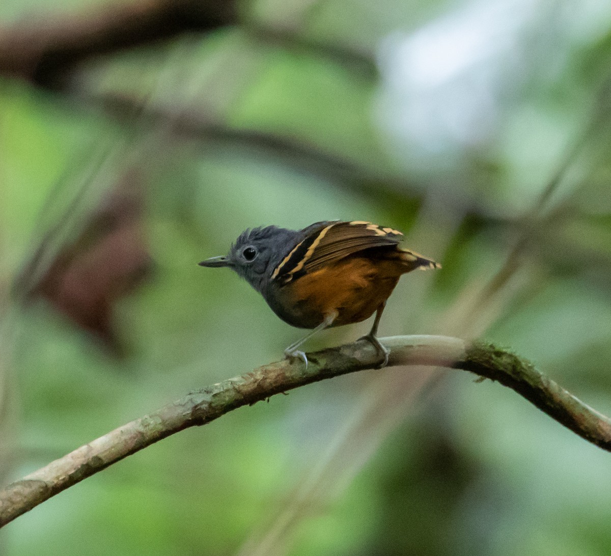 Rufous-bellied Antwren - ML614366768