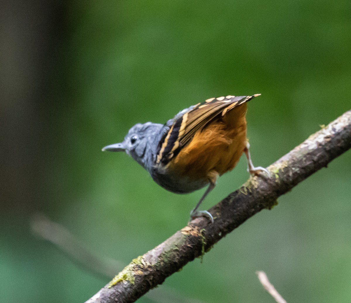 Rufous-bellied Antwren - Ron Hoff Dollyann Myers