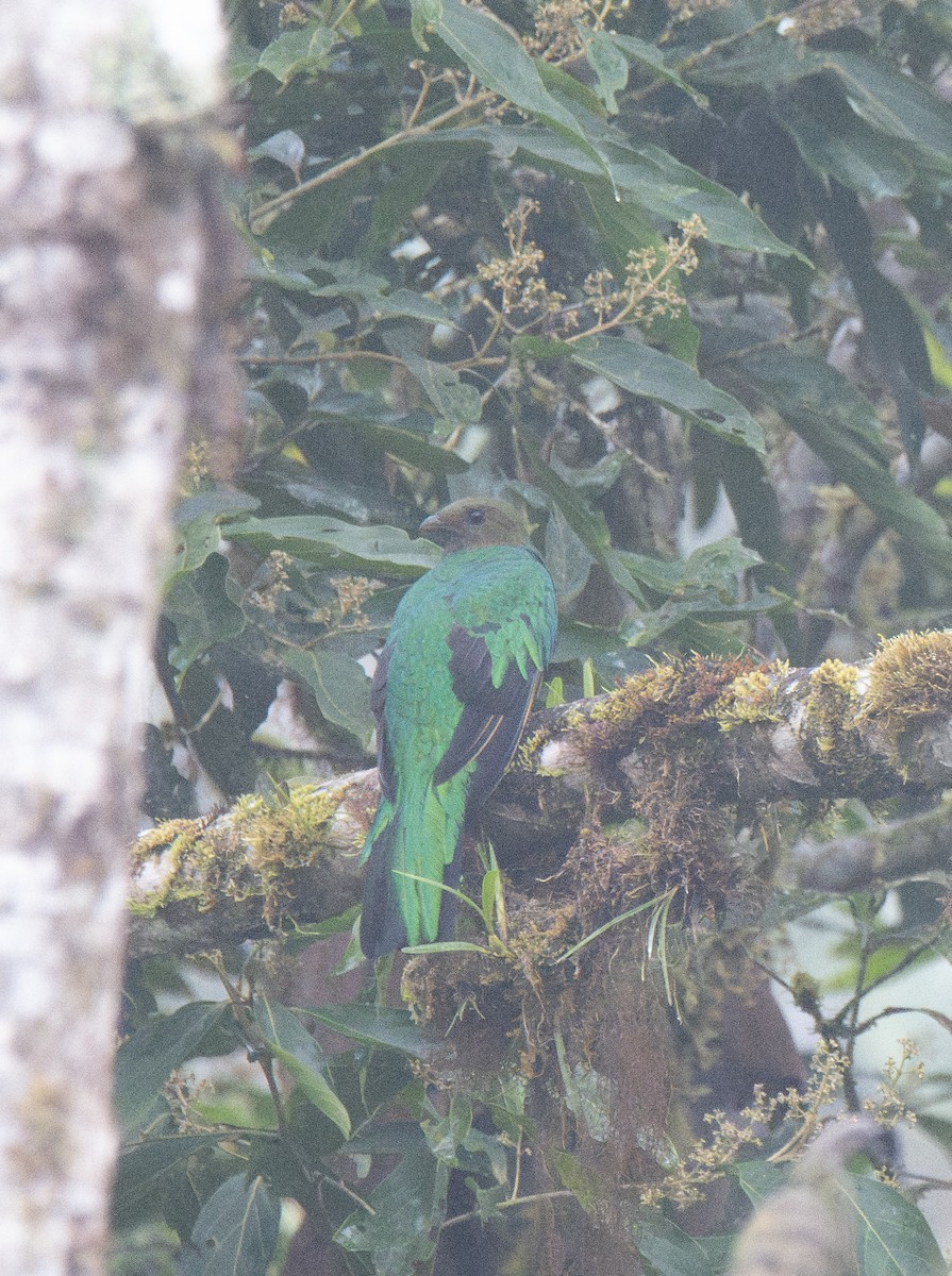 Golden-headed Quetzal - ML614366861