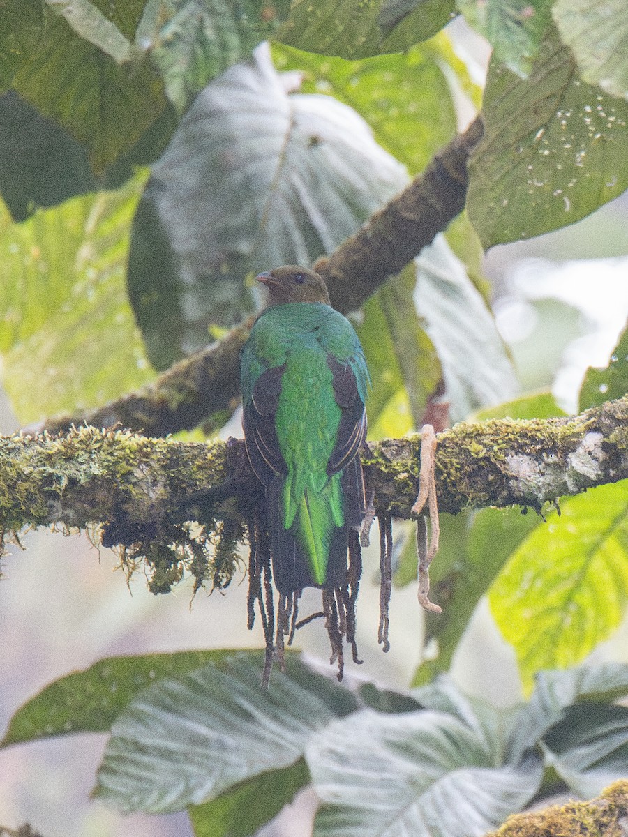 Golden-headed Quetzal - ML614366864