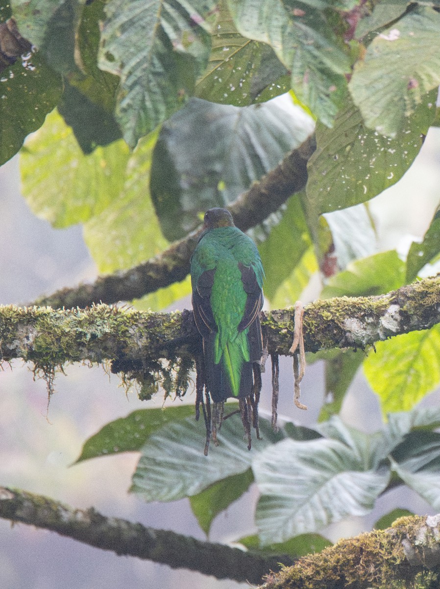 Golden-headed Quetzal - ML614366865