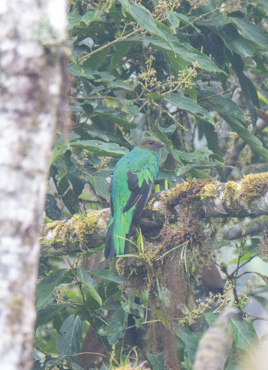 Golden-headed Quetzal - ML614366866